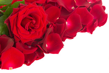 Fototapeta na wymiar red rose with petals border