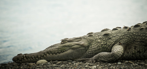 Crocodile