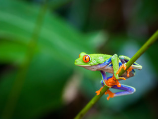 Red eye frog - obrazy, fototapety, plakaty