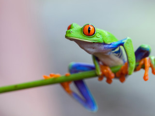 Naklejka premium Red eye frog