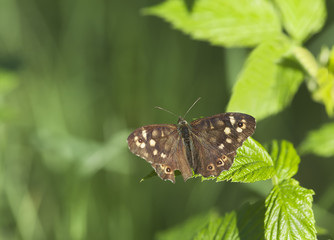 Speckled wood, Pararge aegeria, resting on leaf