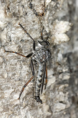 Robber fly, extreme close-up