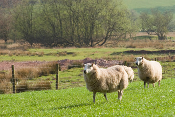 Healthy sheep and livestock, Idyllic Rural, UK