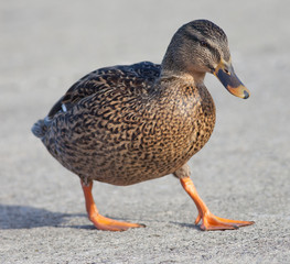Mallard