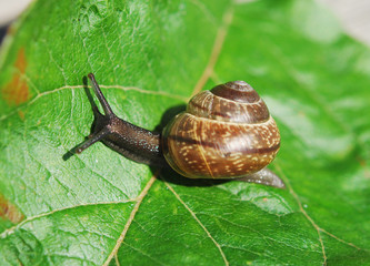 Snail