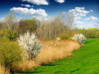 green wheat field and blue cloudy sky