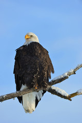 A bald eagle (Haliaeetus leucocephalus)