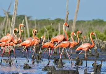 Great Flamingo  (Phoenicopterus ruber)