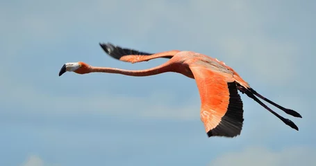 Poster Flying  flamingo © Uryadnikov Sergey