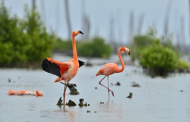 Caribbean flamingos ( Phoenicopterus ruber )