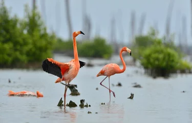 Aluminium Prints Flamingo Caribbean flamingos ( Phoenicopterus ruber )