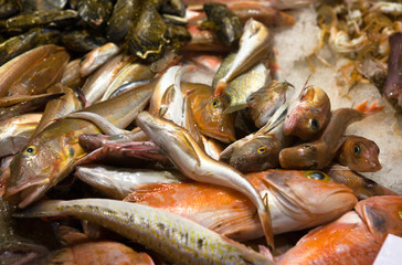 Fresh mediterranean fish