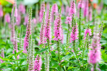 Pink Loosestrife(Lythrum Salicaria) or crybaby-grass