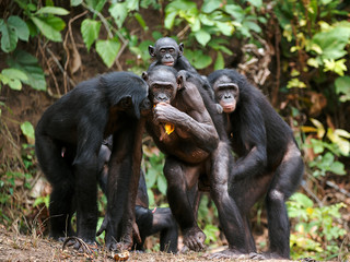 Chimpanzee bonobo ( Pan paniscus)