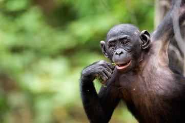 Cub of a  Bonoobo Chimpanzee 