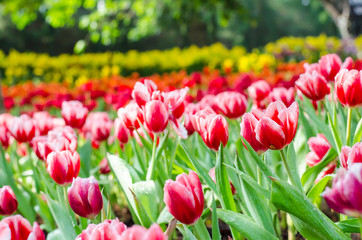 beautiful tulips flowers field