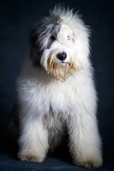 Old English Sheepdog