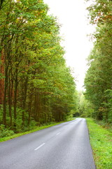 Landscape in Poland asphalt road in forest early autumn