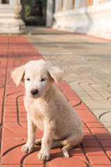 Adorable mixed breed stray white puppy dog