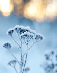 Winter landscape.Winter scene