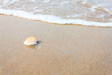 Fototapeta na wymiar A sea shell on beach