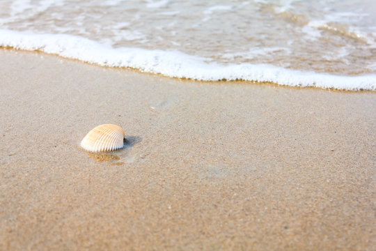 A sea shell on beach