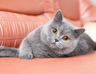 British gray cat lying on a red couch © olezzo