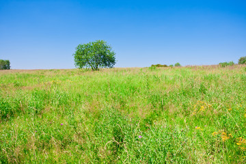 Tree and field