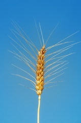 golden ear of wheat on sky background