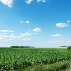 Fototapeta na wymiar green field with sunflower and blue sky