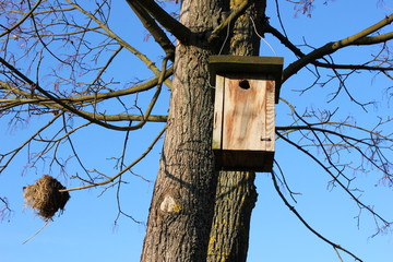 Nistkasten und Nest auf einem Baum