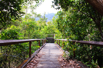 Fototapeta premium bridge through the mangrove reforestation