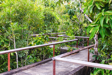 bridge through the mangrove reforestation