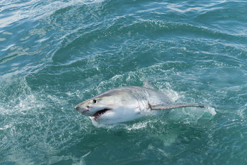 Great white shark