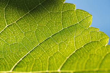 Grapevine Leaf