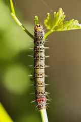 Grapevine Moth Caterpillar
