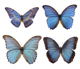 Fototapeta na wymiar morpho butterfly
