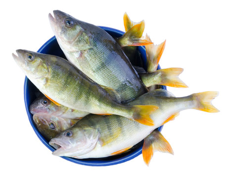 Fresh perch fishes in a bowl