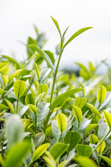 Green tea bud and fresh leaves. Tea plantations.
