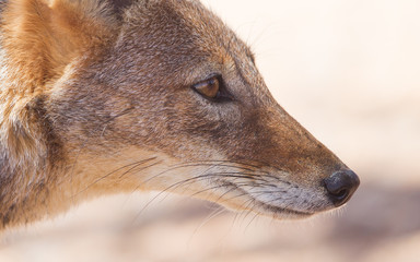 Black-backed jackal in african desert