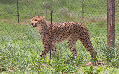 Cheetah in captivity
