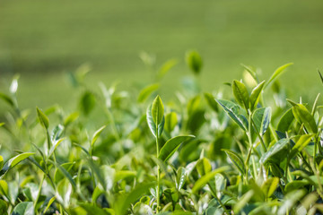 Green tea bud and fresh leaves. Tea plantations.