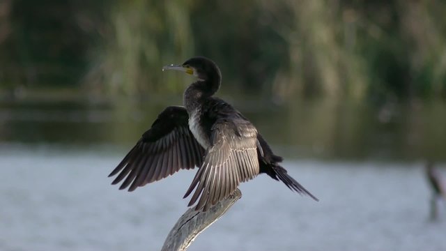 cormoran limpiandose las plumas