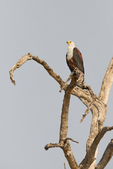 The African Fish Eagle