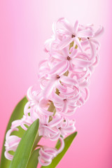 pink hyacinth flower
