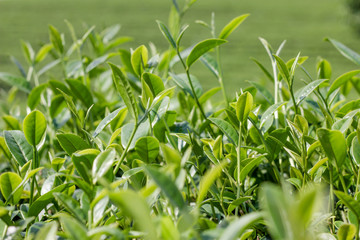 Fototapeta na wymiar Green tea bud and fresh leaves. Tea plantations.