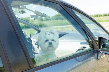 Dog sitting in a car