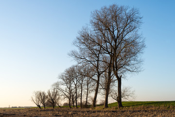 Trees at the edge of a stubble field