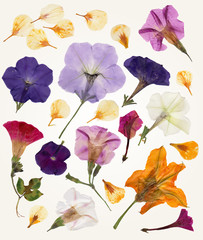 Flower vector set. Isolated objects. Herbarium for your design.