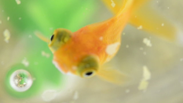 Close-up of a goldfish eating in slow motion